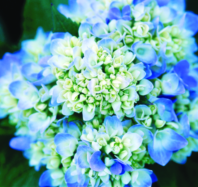 Hydrangeas (photo credit Pike Nurseries)