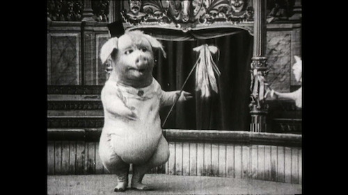 nr. 40: Cartoon matinee for kids (7.02, 10:00)