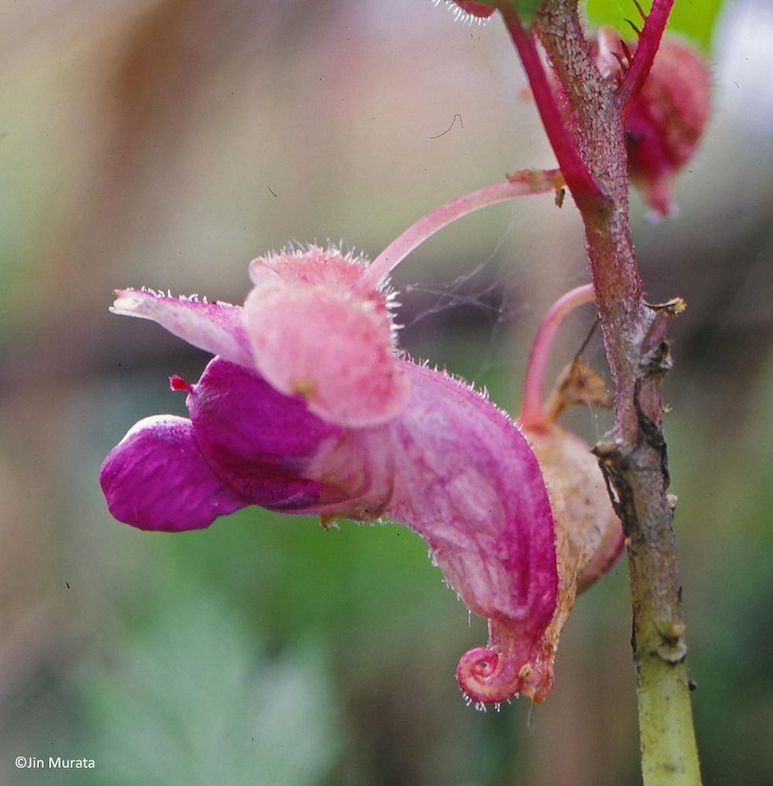 Impatiens kingdon-wardii