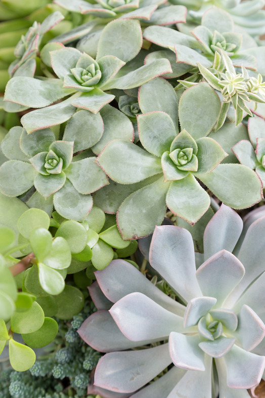 Succulent Garden 2 (photo credit Pike Nurseries)