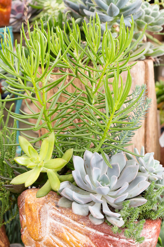 Succulent Garden (photo credit Pike Nurseries)