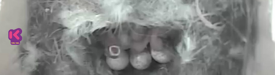 Video Ketnet |Eerste pimpelmeesje geboren in het Ketnetkastje