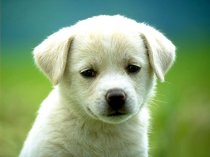 Dogs & Co krijgt geen dwangsom van €10.000 per dag