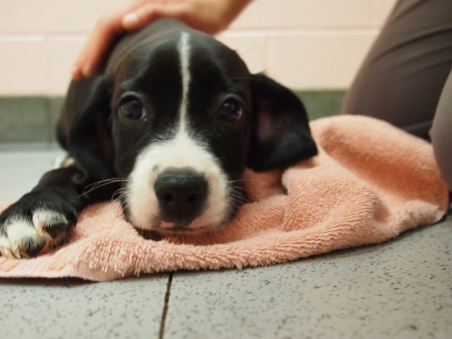 Zaakvoerders Puppy House voor de rechter wegens gesjoemel met jonge, zieke pups uit Oost-Europa