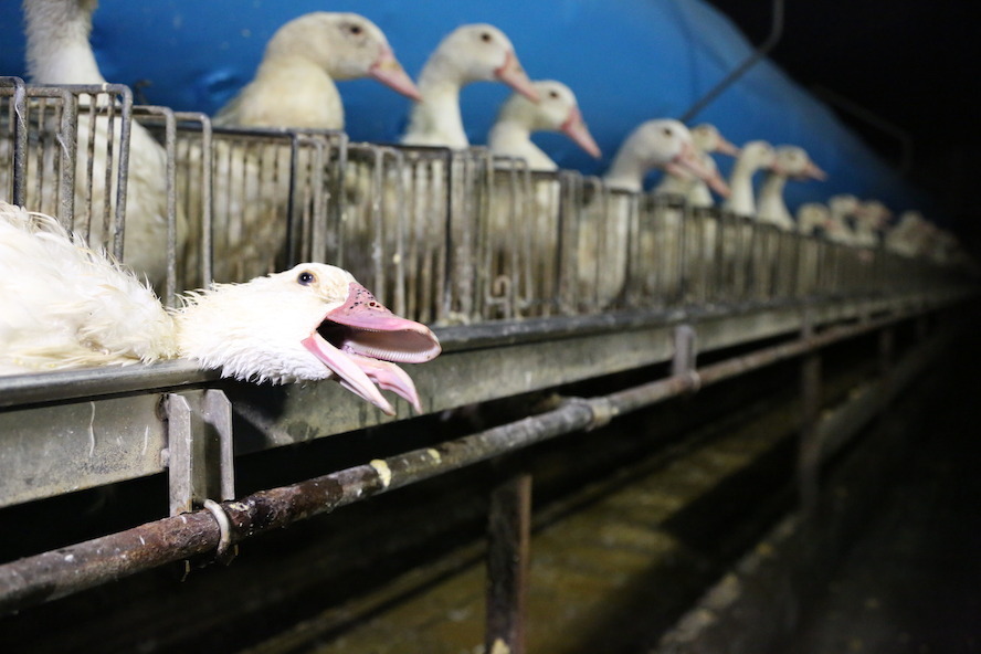 Nouveau rapport sur le bien-être des canards lors la production de foie gras