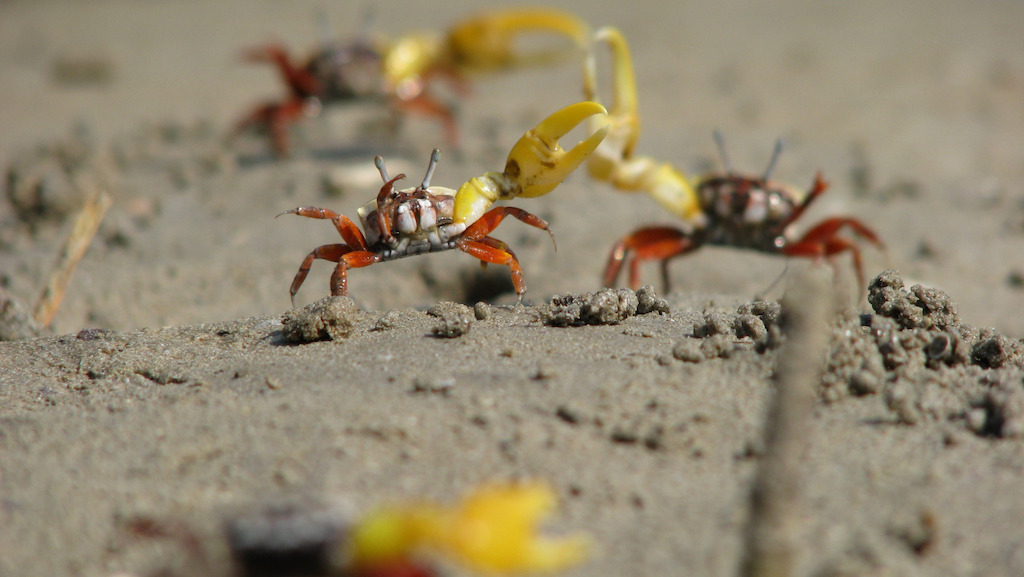 Fiddler crab 2_cropped