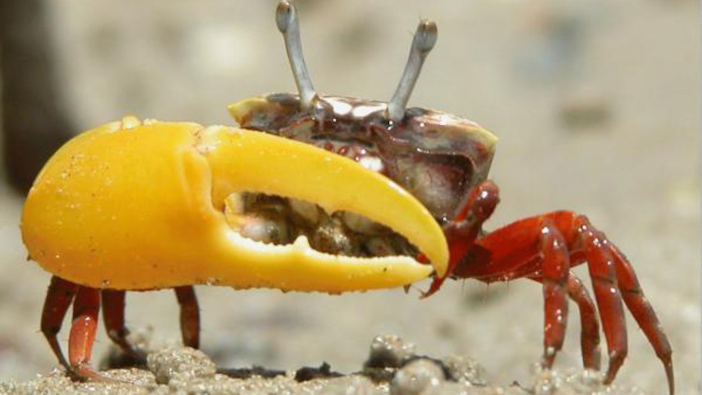 Fiddler crab 1_cropped