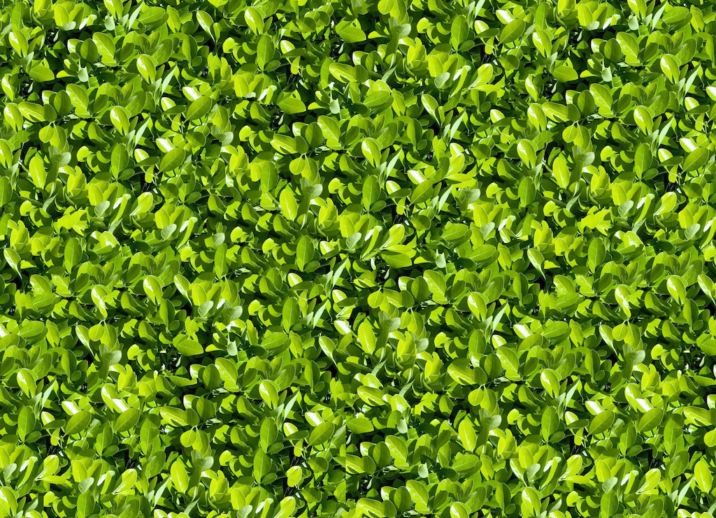 Foliage | Greenery Vinyl Flooring