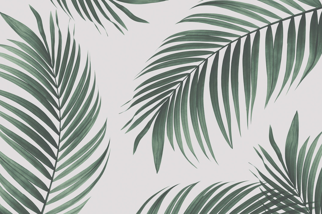 Tropical Palm