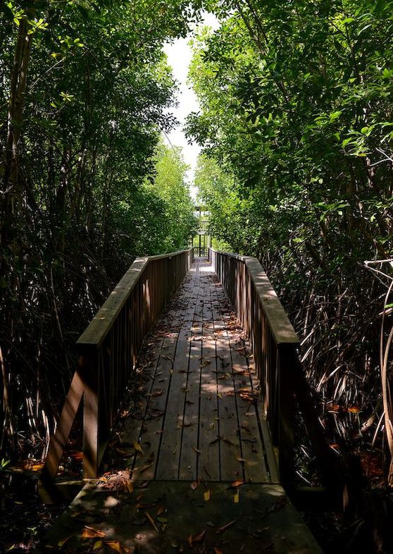 Levera Wetland, Grenada
