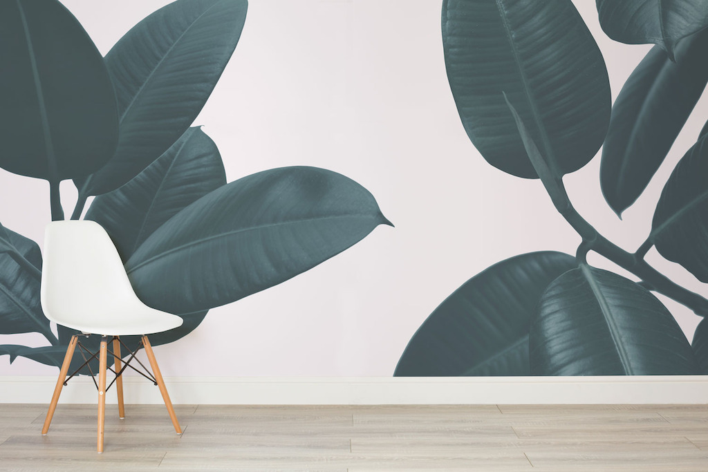 Rubber Plant