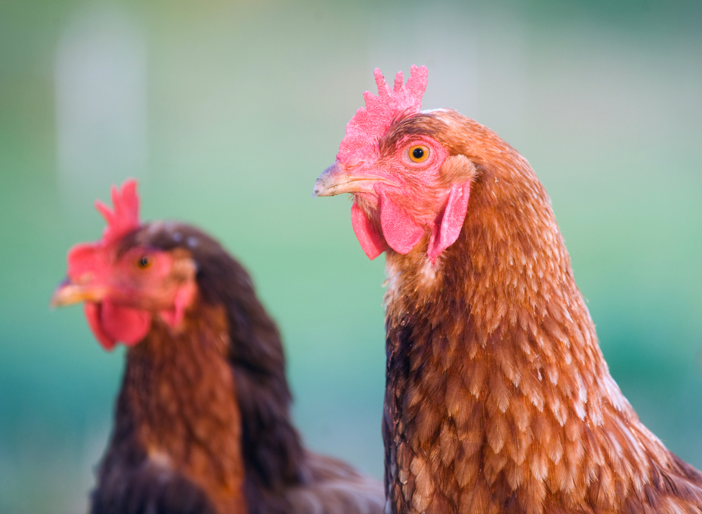 Il pollo italiano non ha ormoni