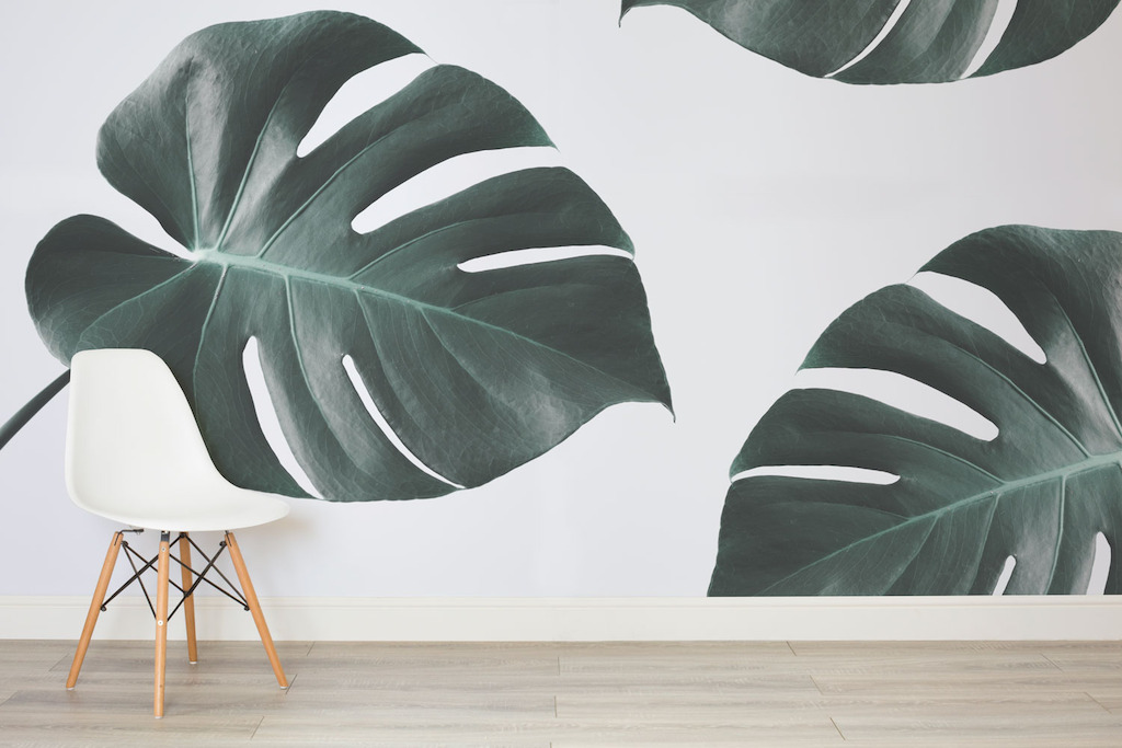 Monstera Leaf