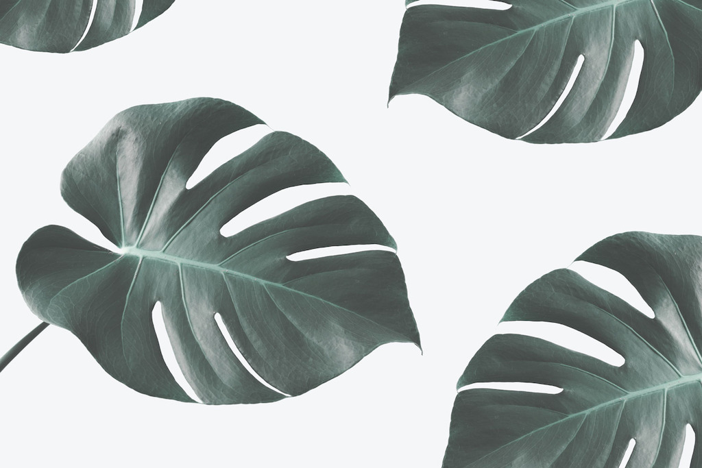 Monstera Leaf