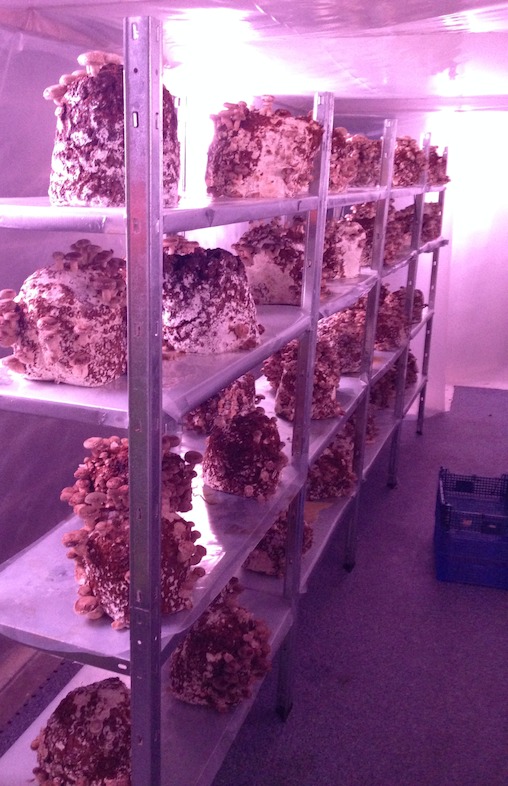In de kelder van het gebouw worden echt shiitake's gekweekt