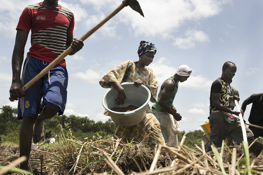 Members of the APGEF - Association des Personnes Guerís d'Ebola de Forecariah (Ebola survivors association of Forecariah) working in a watermelon field. <br/>These Ebola survivors associations are very important to fight against the stigmatisation of survivors and to conduct anti stigma activities with the population. Forecariah area is a mainly rural area were most of the population living from agriculture. Photographer: Albert Masias