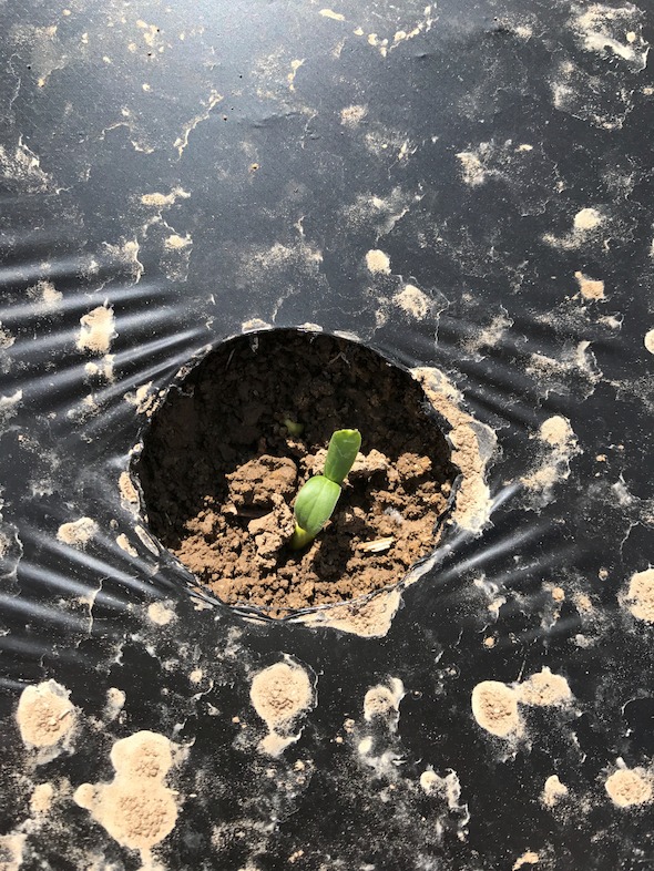 Some seedlings that have already sprouted may freeze and need to be replanted.
