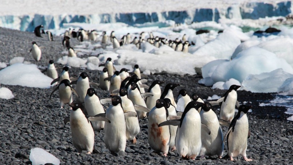 Penguins