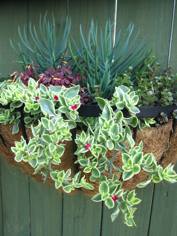 Photo Credit: Pike Nurseries