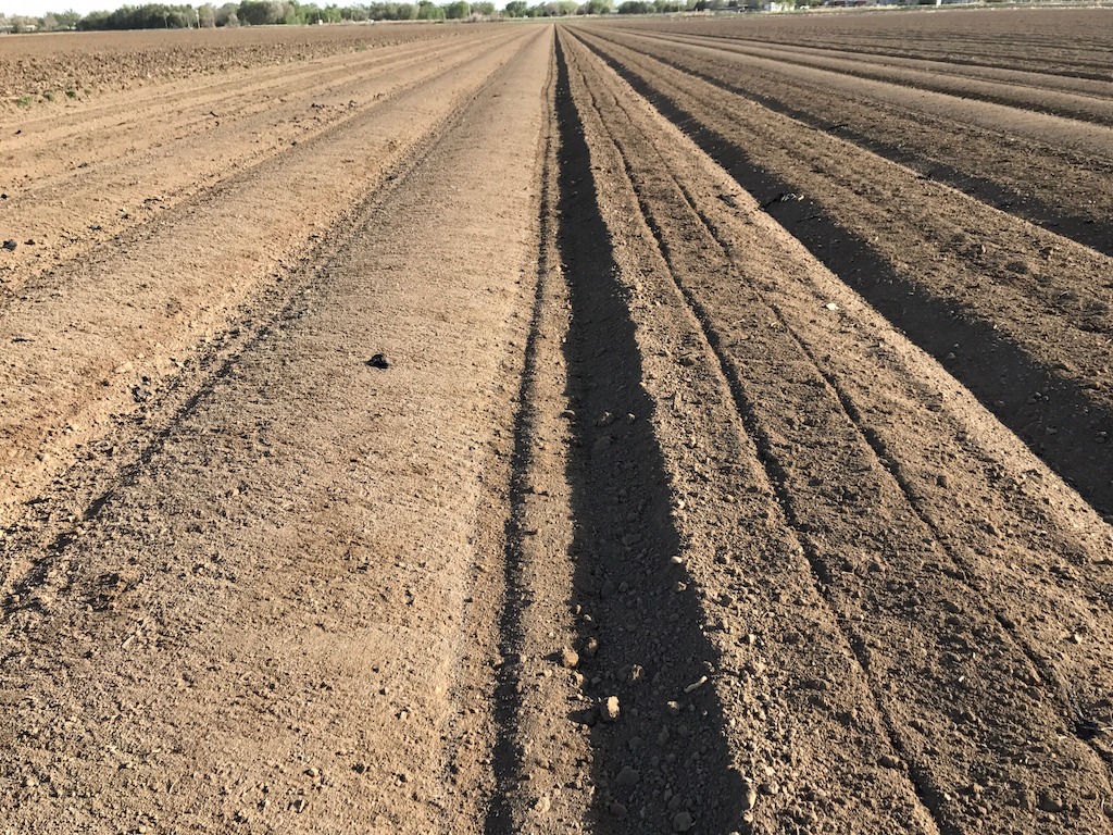 The finish-tilled bed is on the right; the shaped bed ready for planting is on the left
