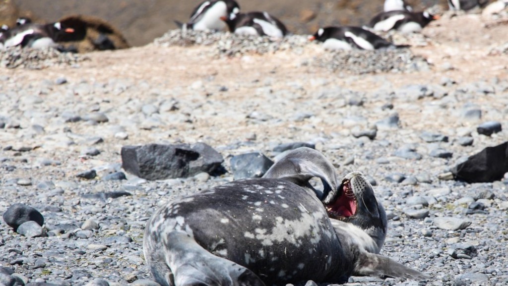 Seal