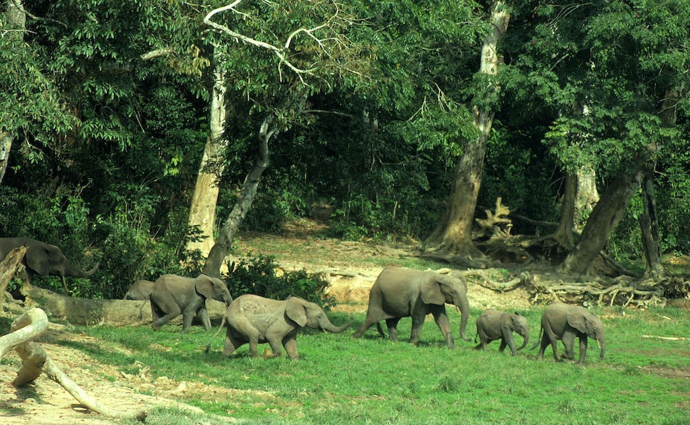 La situation des éléphants d’Afrique plus critique que jamais - le Gabon a perdu 80 % de sa population