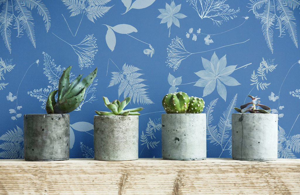 Anna Atkins - The Botanist
