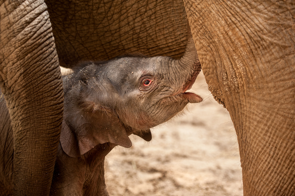 Copyright foto's: Zoo Antwerpen en Planckendael