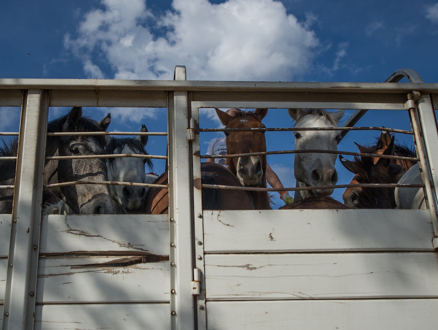 Nieuw onderzoek onthult verfoeilijke afkomst van paardenvlees in Belgische supermarkten