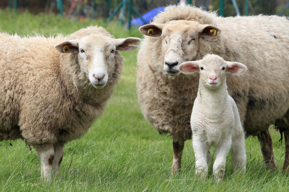 Historic Agreement in Flanders to ban slaughter without stunning