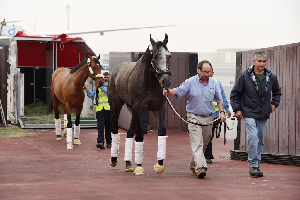 World's highest rated racehorse Arrogate arrived in Dubai after flying on Emirates SkyCargo