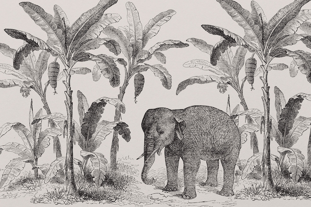 Loxodonta