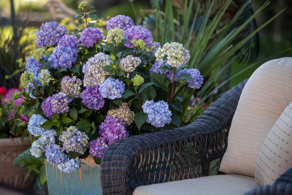 Hydrangeas in Garden (Photo credit to Pike Nurseries)
