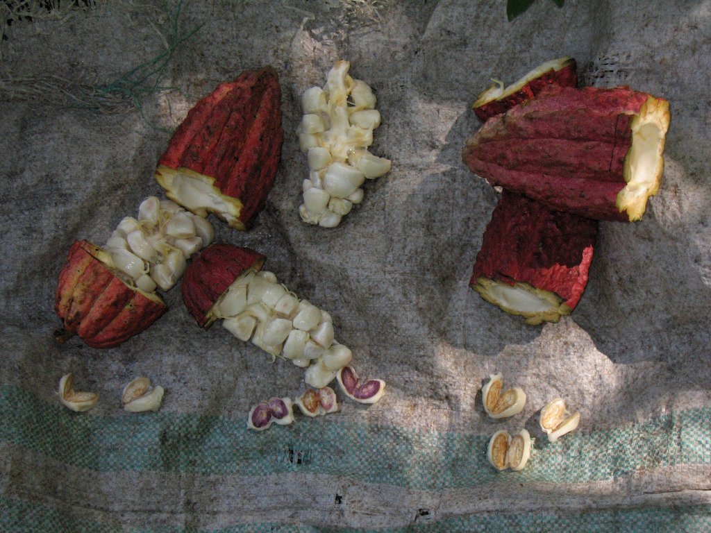 Trinitario Domori, Madagascar