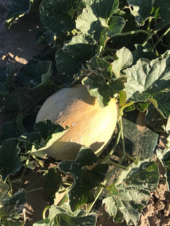 Rocky Ford Cantaloupe ripen in RFGA member grower Knapp Farm's field during 2017 Rocky Ford Cantaloupe season