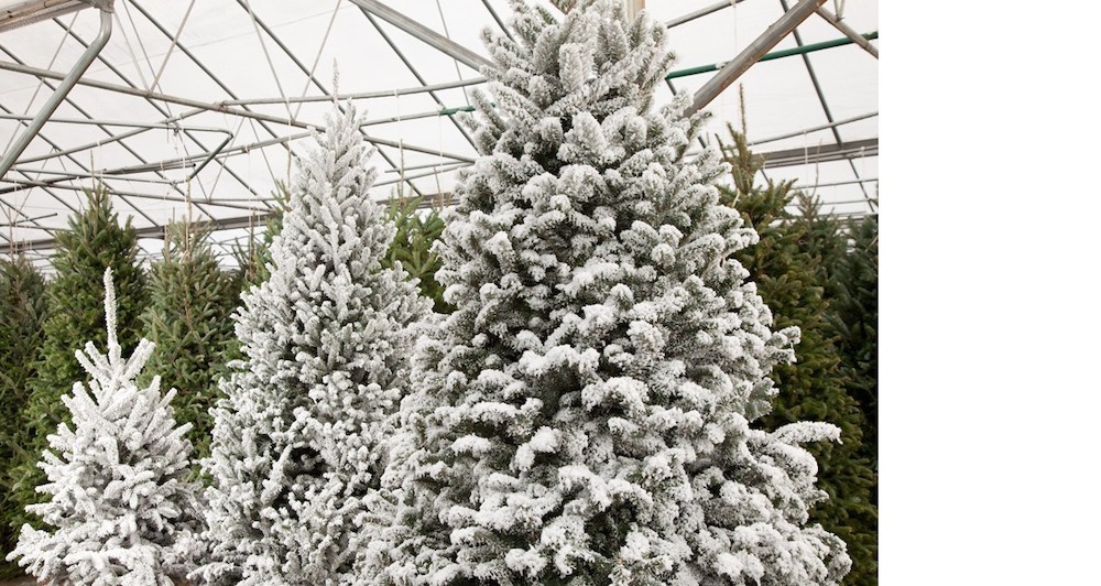 Pike Nurseries offers superior selection of Christmas trees and care-free décor options!