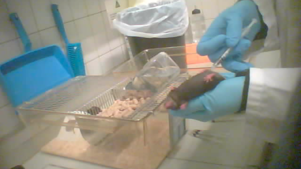 Undercover in the University Hospital, Jette Campus of the Free University of Brussels (VUB): GAIA reveals intolerable suffering of research animals