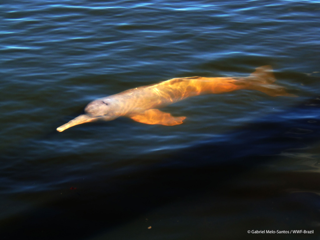 Inia-araguaiaensis