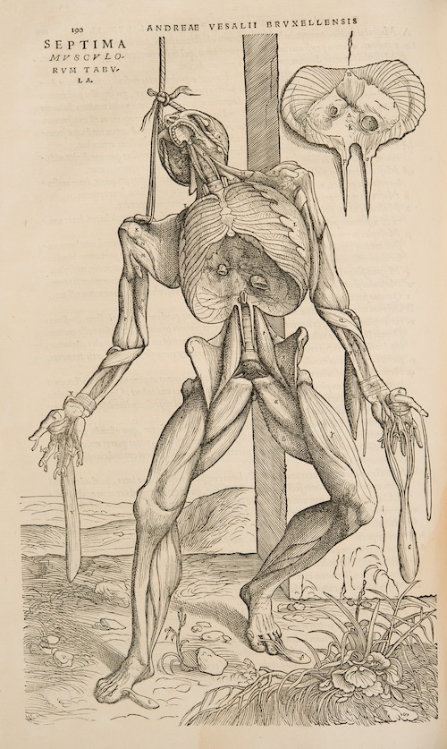 Andreas Vesalius, De Humani Corporis Fabrica Libri Septem, Basel, 1543 © KU Leuven, Universiteitsbibliotheek, CaaC17 - Bruno Vandermeulen