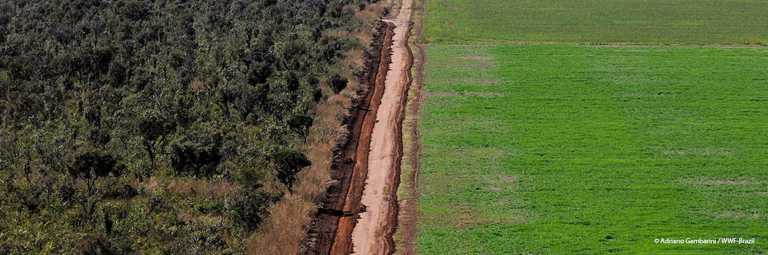 Les organisations environnementales appellent le secteur privé à mettre fin à la destruction du Cerrado