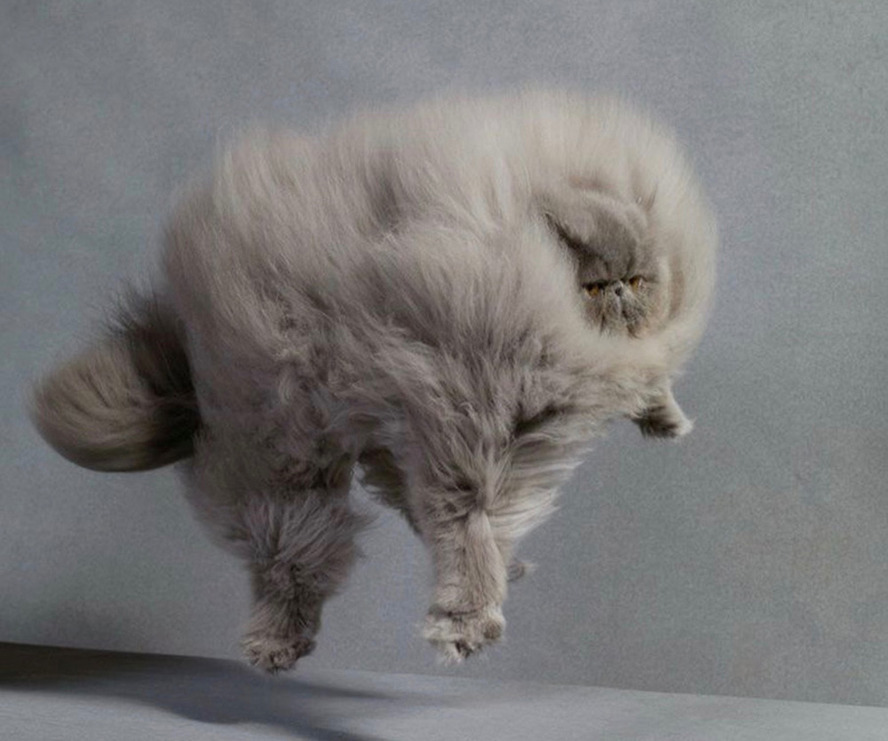 Fri 8.01.16 - The Purrfect Party