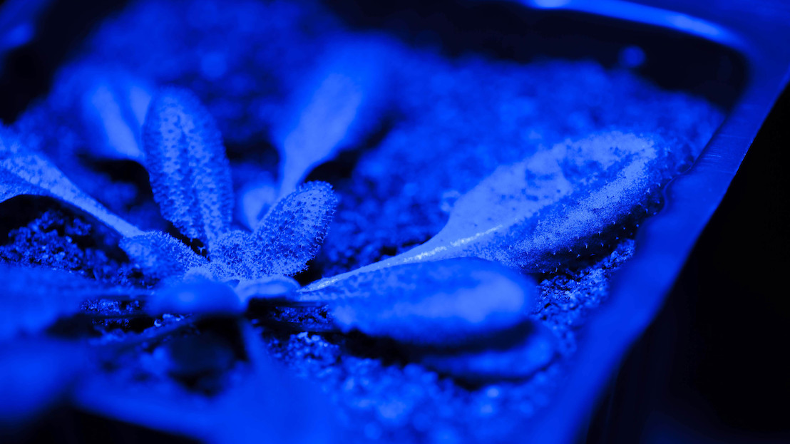 Plants learn to forget stressful weather events to rapidly recover