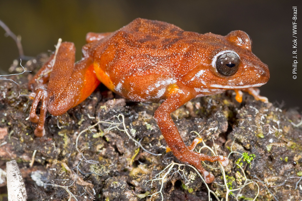 Pristimantis_jamescameroni