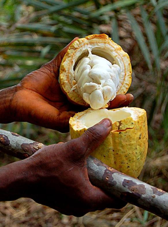 Trinitario Domori, Tanzania
