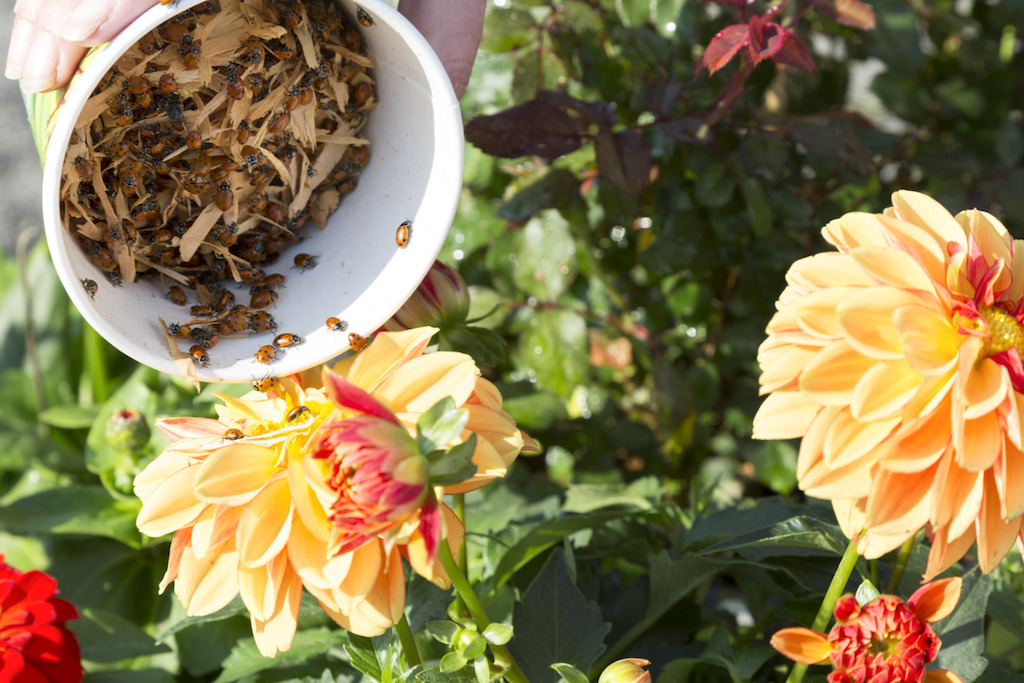 Pouring Ladybugs (photo credit Pike Nurseries)