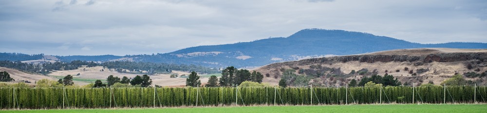 Leffe Royale Ella - de Tasmaanse hopvelden in je glas