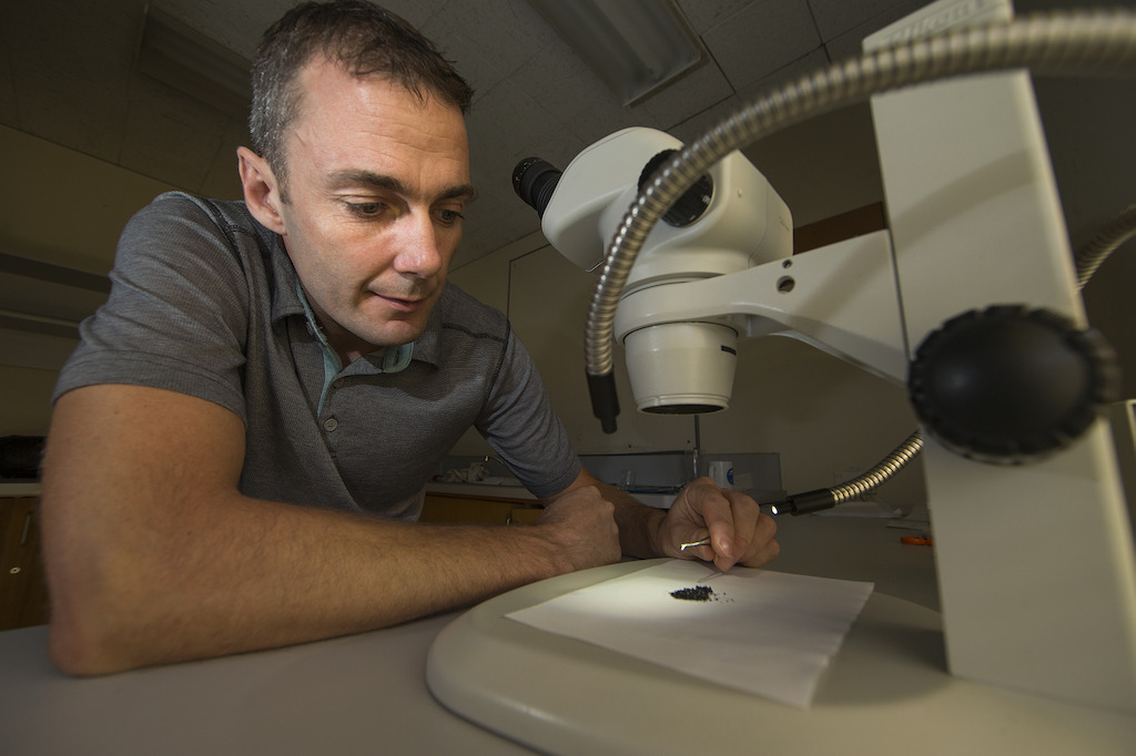 Dr Mark Kendrick analyses samples of volcanic glass. Image: Stuart Hay, ANU.