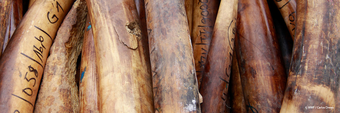 Massive ivory haul in Hong Kong highlights urgent need for crackdown on wildlife crime syndicates