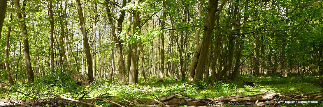 Le WWF salue l’inscription de la Forêt de Soignes au Patrimoine naturel de l’UNESCO, une première en Belgique