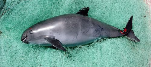 Tijdelijk verbod op kieuwnetten zal vaquita niet redden